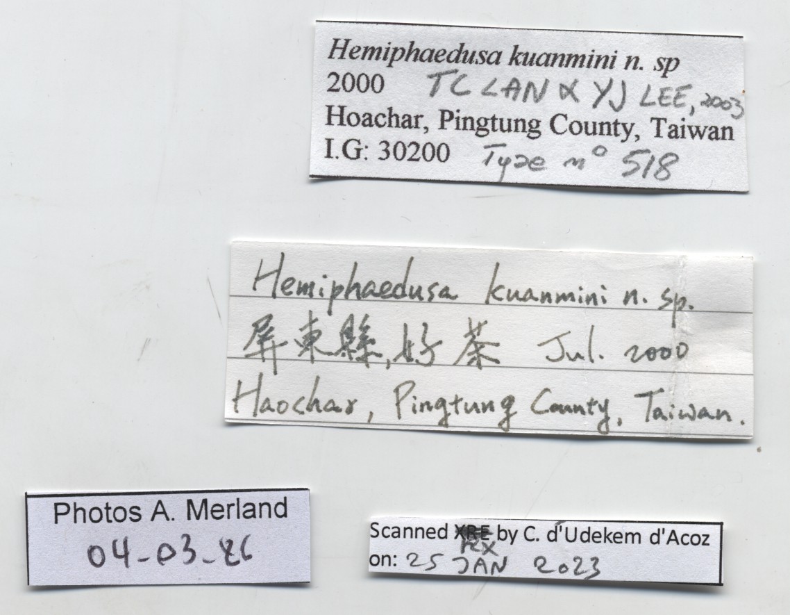 BE-RBINS-INV-MT-518-Hemiphaedusa-kuanmini-pt-label.jpg