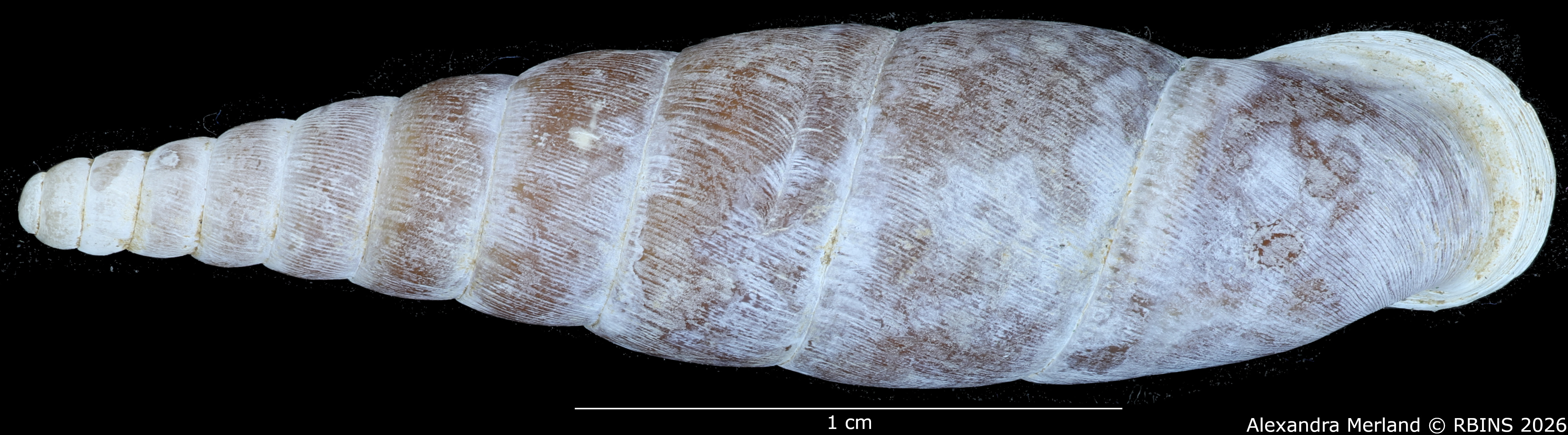 BE-RBINS-INV-MT-2579-Hemiphaedusa-(Selenophaedusa)-porphyrostoma-regina-pt-D.jpg