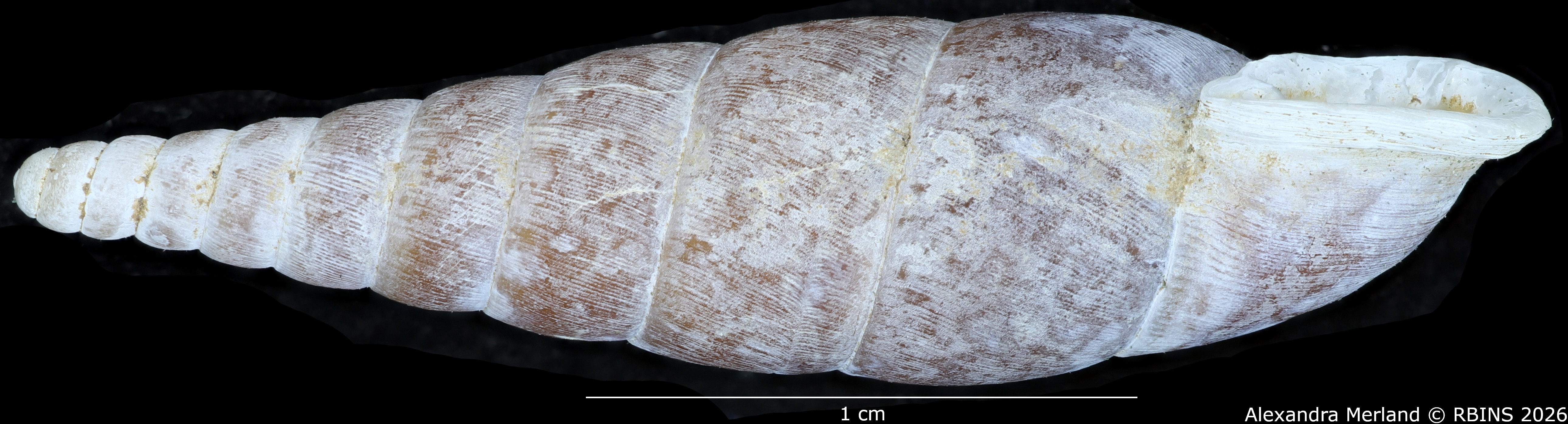 BE-RBINS-INV-MT-2579-Hemiphaedusa-(Selenophaedusa)-porphyrostoma-regina-pt-L.jpg