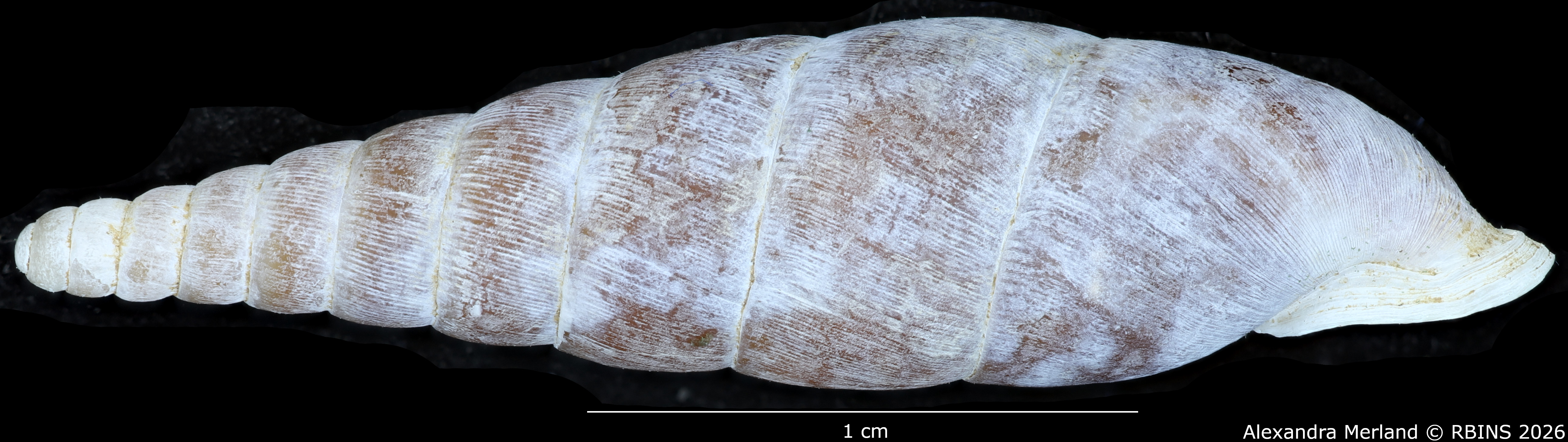 BE-RBINS-INV-MT-2579-Hemiphaedusa-(Selenophaedusa)-porphyrostoma-regina-pt-L2.jpg