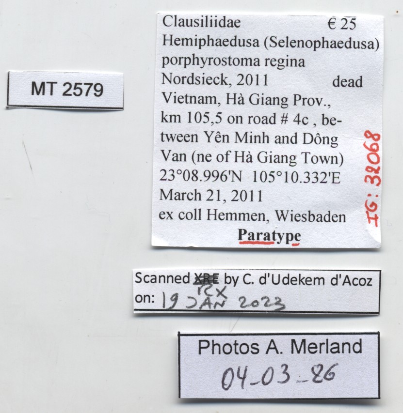 BE-RBINS-INV-MT-2579-Hemiphaedusa-(Selenophaedusa)-porphyrostoma-regina-pt-label.jpg