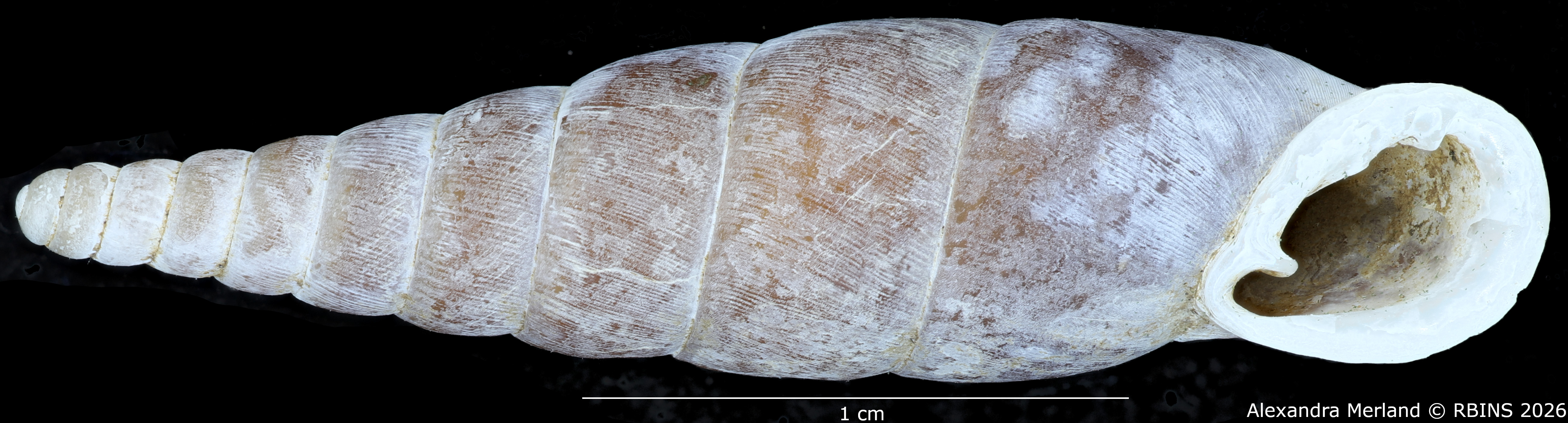 BE-RBINS-INV-MT-2579-Hemiphaedusa-(Selenophaedusa)-porphyrostoma-regina-pt-V.jpg