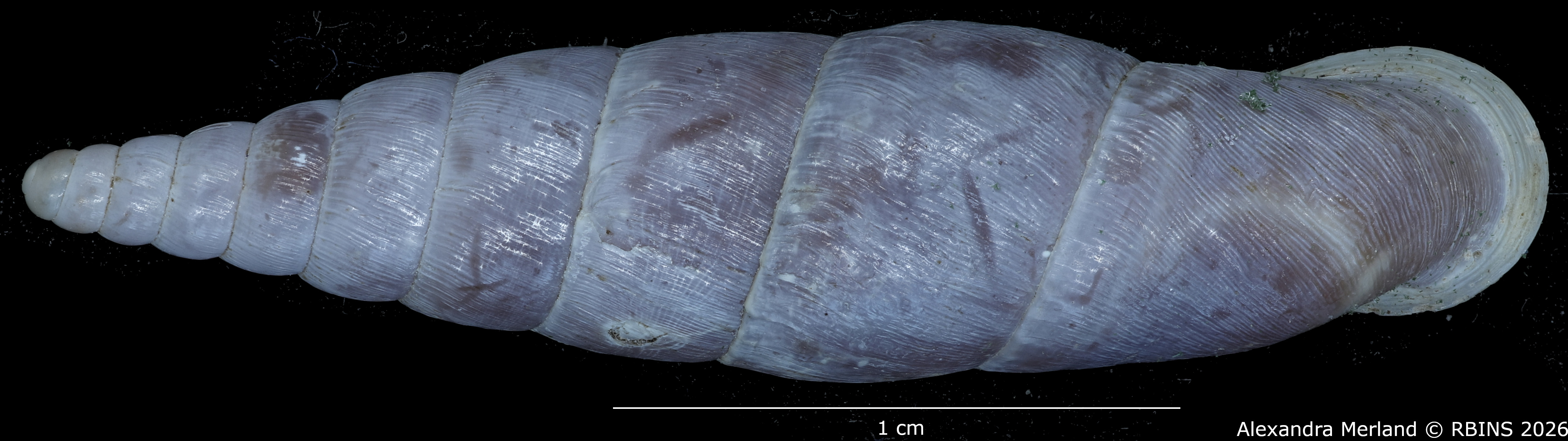 BE-RBINS-INV-MT-2580-Hemiphaedusa-(Selenophaedusa)-thatkheana-ptychostoma-pt-D.jpg