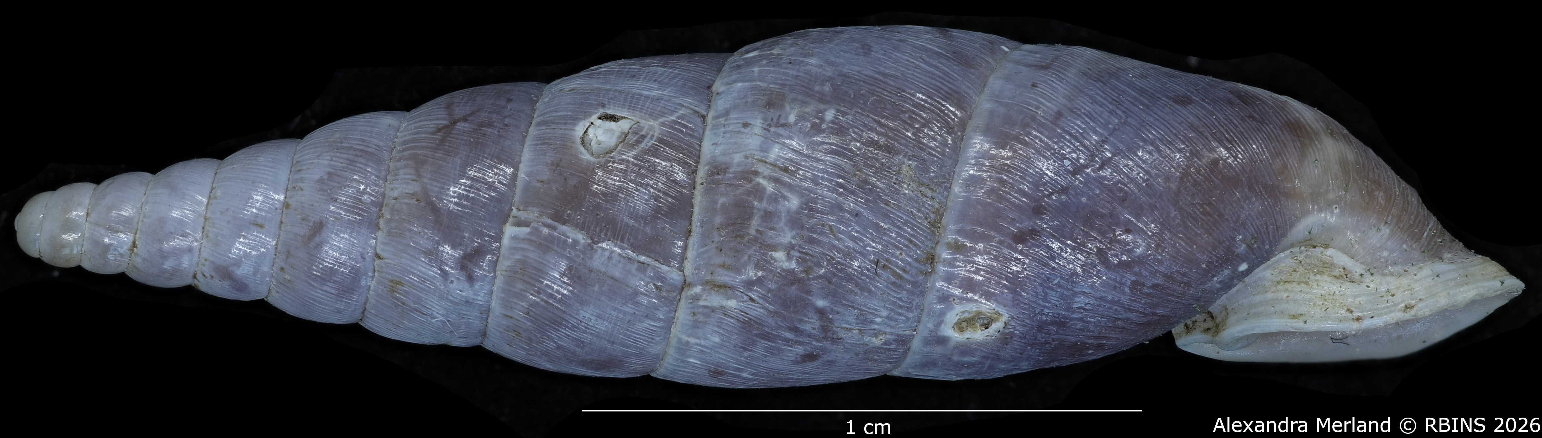 BE-RBINS-INV-MT-2580-Hemiphaedusa-(Selenophaedusa)-thatkheana-ptychostoma-pt-L.jpg