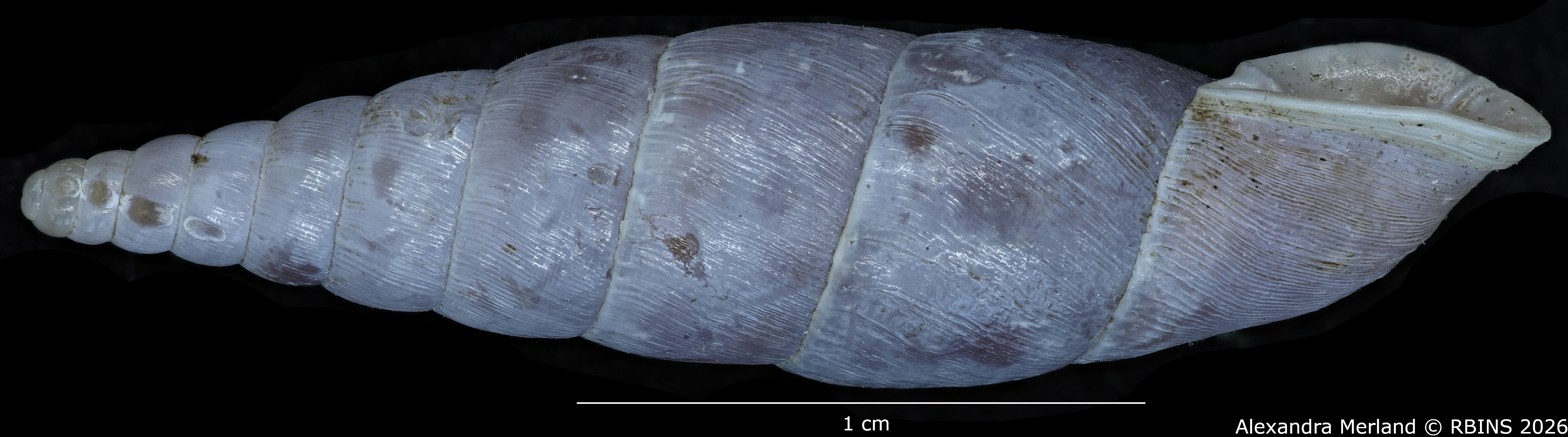 BE-RBINS-INV-MT-2580-Hemiphaedusa-(Selenophaedusa)-thatkheana-ptychostoma-pt-L2.jpg