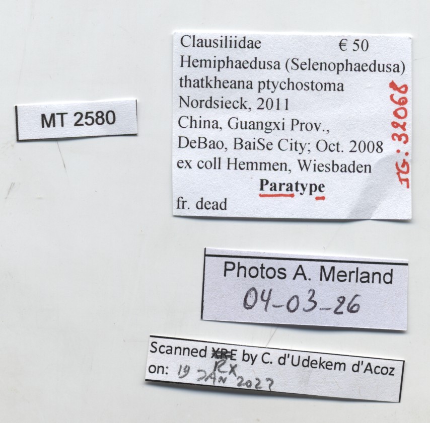 BE-RBINS-INV-MT-2580-Hemiphaedusa-(Selenophaedusa)-thatkheana-ptychostoma-pt-label.jpg