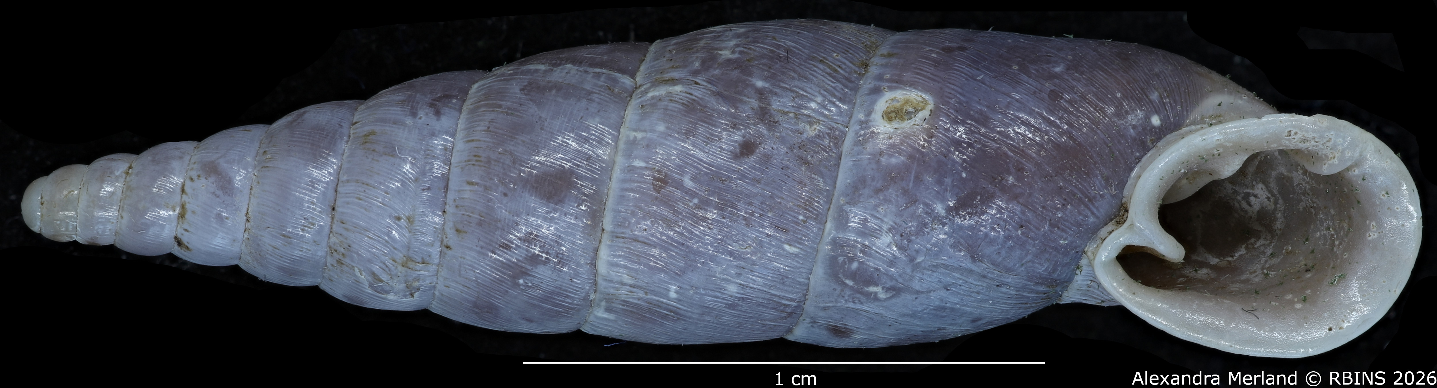 BE-RBINS-INV-MT-2580-Hemiphaedusa-(Selenophaedusa)-thatkheana-ptychostoma-pt-V.jpg