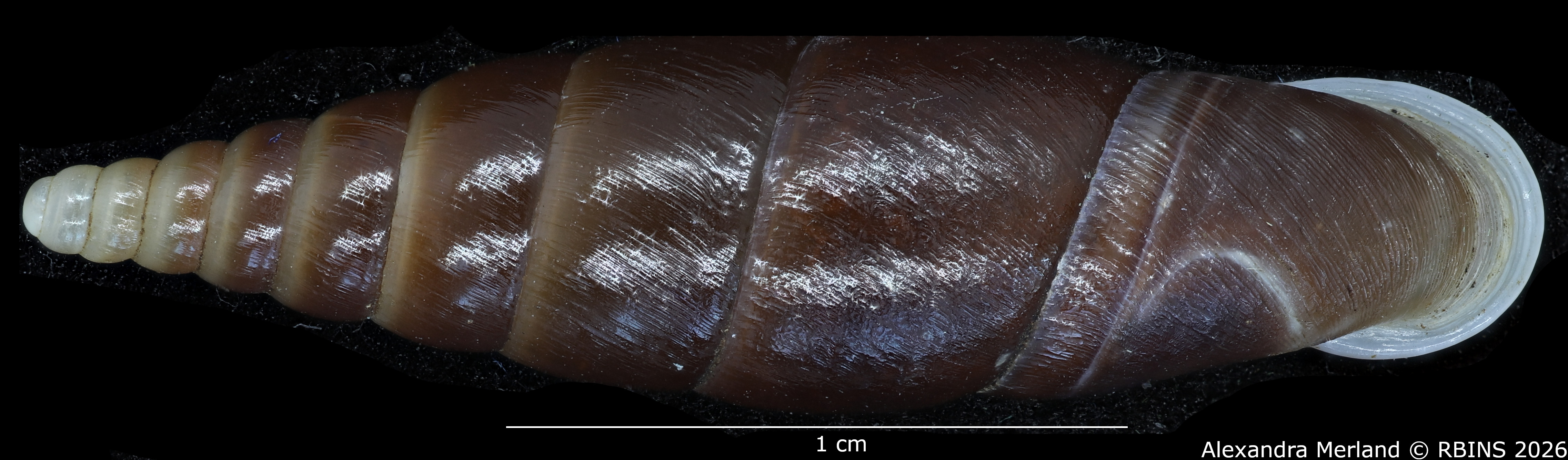 BE-RBINS-INV-MT-2581-Hemiphaedusa-(Selenophaedusa)-thatkheana-splendida-pt-D.jpg