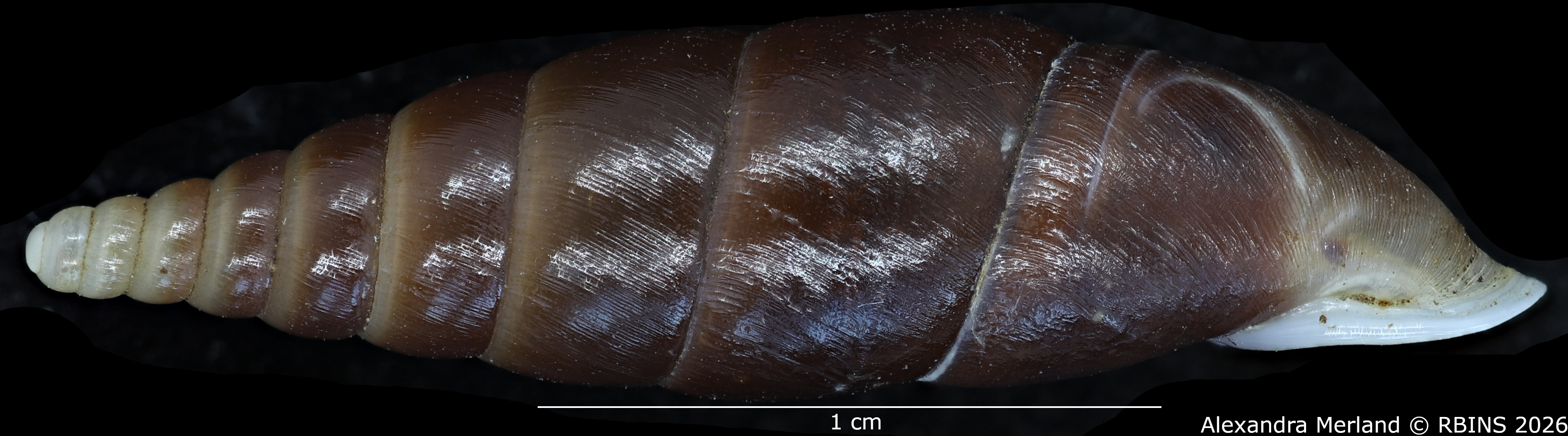 BE-RBINS-INV-MT-2581-Hemiphaedusa-(Selenophaedusa)-thatkheana-splendida-pt-L.jpg
