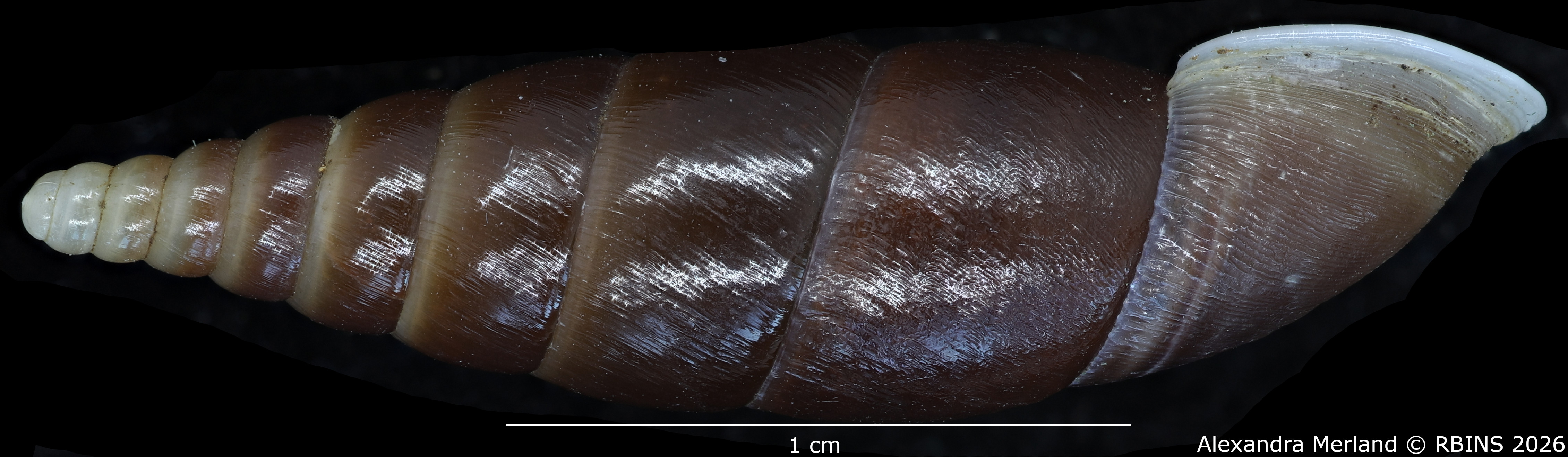 BE-RBINS-INV-MT-2581-Hemiphaedusa-(Selenophaedusa)-thatkheana-splendida-pt-L2.jpg