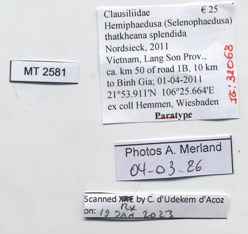 BE-RBINS-INV-MT-2581-Hemiphaedusa-(Selenophaedusa)-thatkheana-splendida-pt-label.jpg