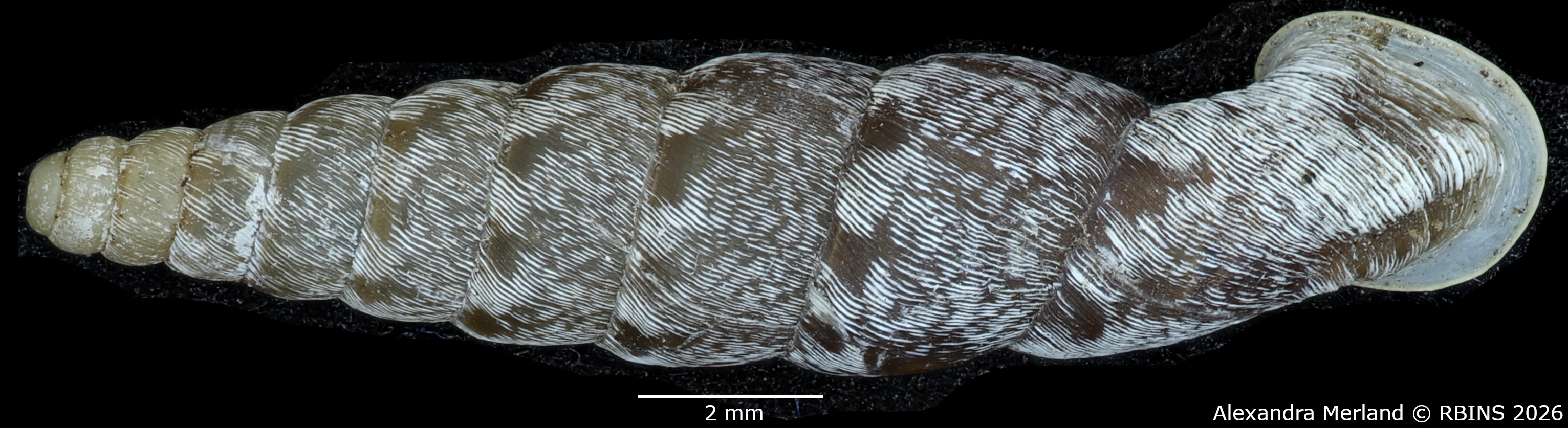 BE-RBINS-INV-MT-2276-Incaglaia-(Incaglaia)-angrandi-variegata-pt-D.jpg