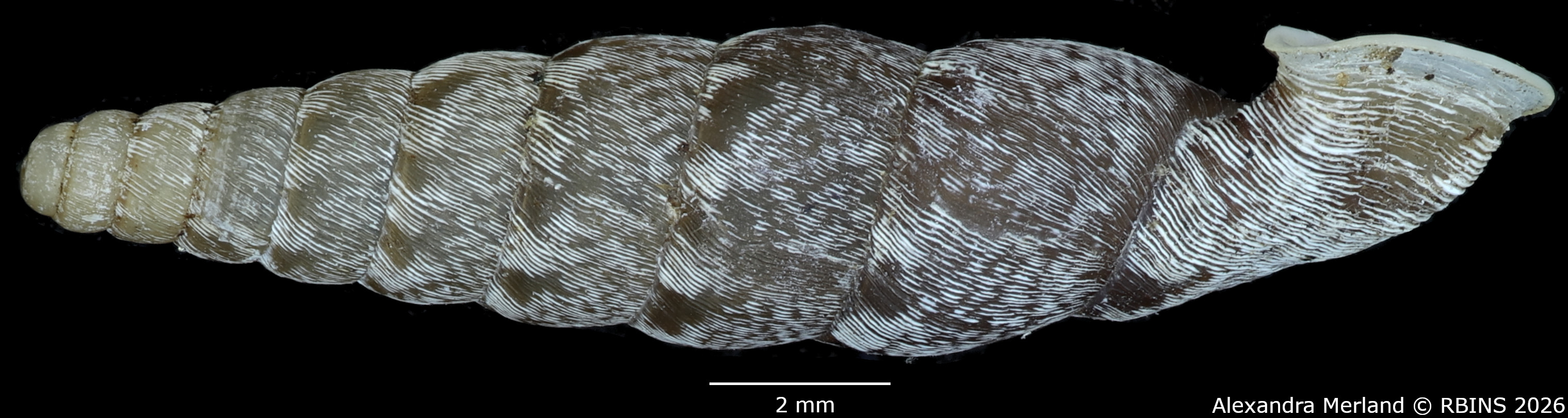 BE-RBINS-INV-MT-2276-Incaglaia-(Incaglaia)-angrandi-variegata-pt-L.jpg