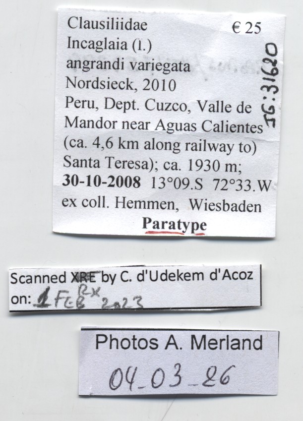 BE-RBINS-INV-MT-2276-Incaglaia-(Incaglaia)-angrandi-variegata-pt-label.jpg