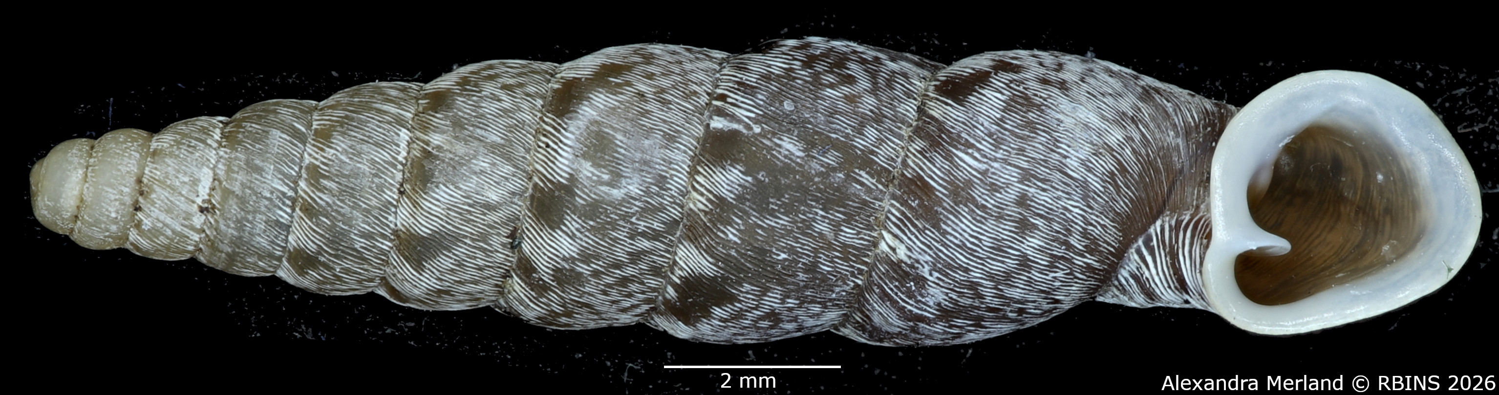 BE-RBINS-INV-MT-2276-Incaglaia-(Incaglaia)-angrandi-variegata-pt-V.jpg