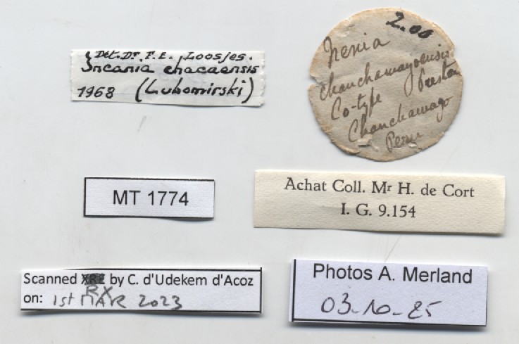 BE-RBINS-INV-MT-1774-Incania-chacaensis-st-label.jpg