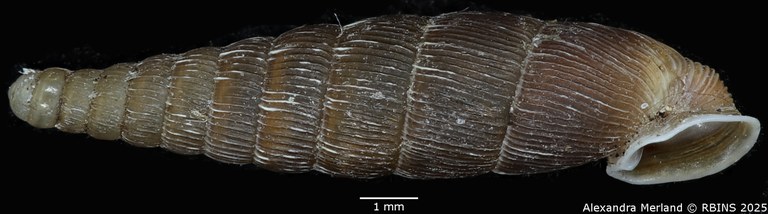 BE-RBINS-INV-MT-1411-Macrogastra-plicatula-aprutica-pt-L.jpg