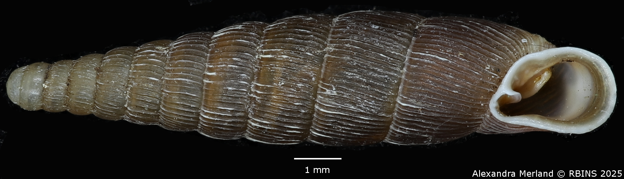 BE-RBINS-INV-MT-1411-Macrogastra-plicatula-aprutica-pt-V.jpg