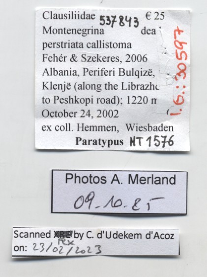 BE-RBINS-INV-MT-1576-Montenegrina-perstriata-callistoma-pt-label.jpg