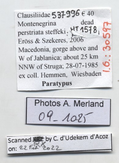BE-RBINS-INV-MT-1578-Montenegrina-perstriata-steffeki-pt-label.jpg