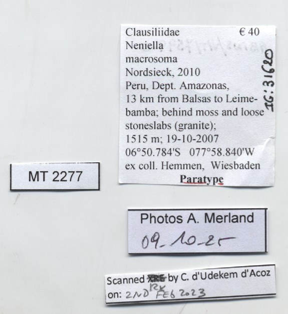 BE-RBINS-INV-MT-2277-Neniella-macrosoma-pt-label.jpg