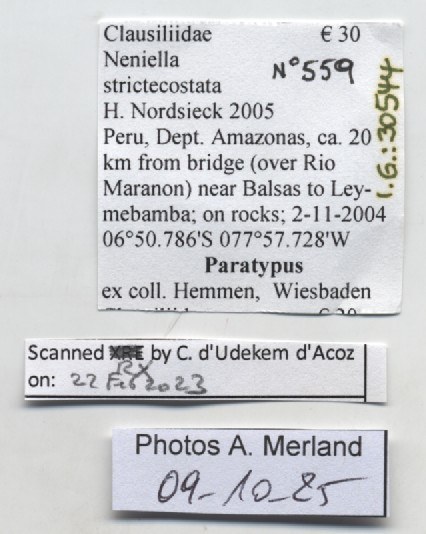 BE-RBINS-INV-MT-559-Neniella-strictecostata-callistoma-pt-label.jpg