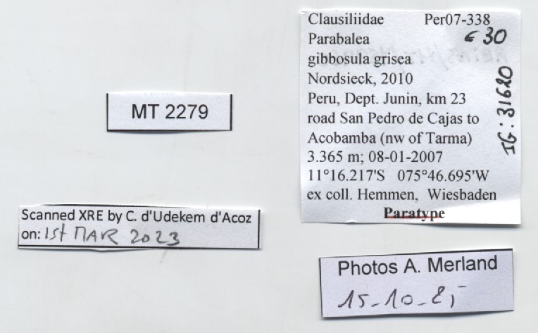 BE-RBINS-INV-MT-2279-Parabalea-gibbosul-grisea-pt-label.jpg