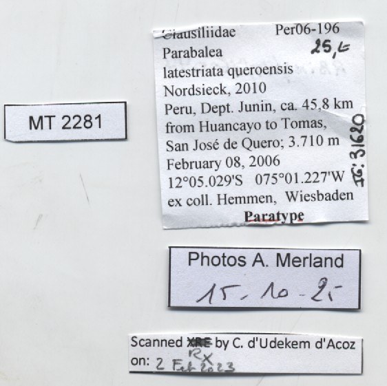 BE-RBINS-INV-MT-2281-Parabalea-latestriata-queroensis-pt-label.jpg