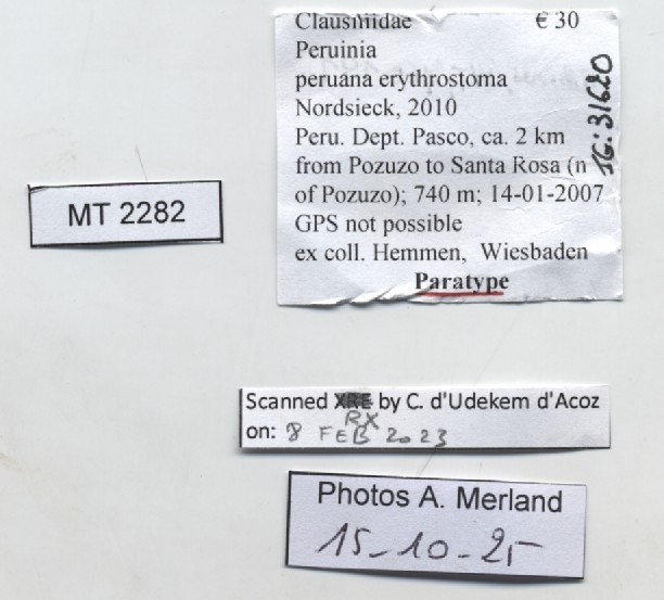 BE-RBINS-INV-MT-2282-Parabalea-peruana-erythrostoma-pt-label.jpg