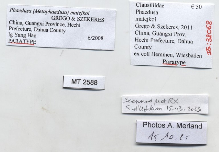 BE-RBINS-INV-MT-2588-Phaedusa-matejkoi-pt-label.jpg