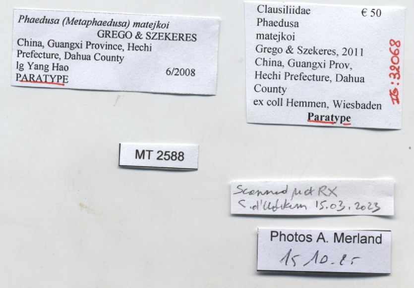BE-RBINS-INV-MT-2588-Phaedusa-matejkoi-pt-label.jpg
