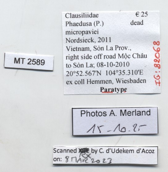 BE-RBINS-INV-MT-2589-Phaedusa-(Phaedusa)-micropaviei-pt-label.jpg