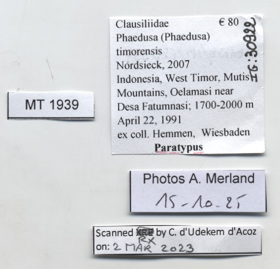 BE-RBINS-INV-MT-1939-Phaedusa-(Phaedusa)-timorensis-pt-label.jpg
