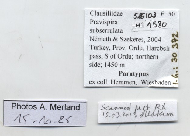 BE-RBINS-INV-MT-1580-Pravispira-subserrulata-pt-label.jpg