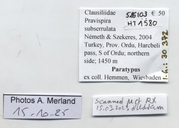 BE-RBINS-INV-MT-1580-Pravispira-subserrulata-pt-label.jpg