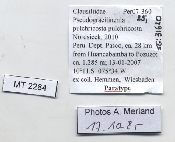 BE-RBINS-INV-MT-2284-Pseudogracilinenia-pulchricosta-pulchricosta-pt-label.jpg