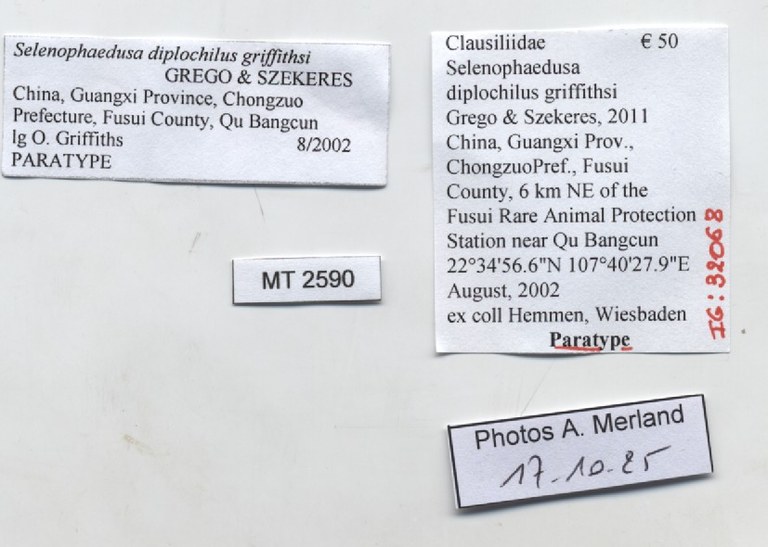 BE-RBINS-INV-MT-2590-Selenophaedusa-diplochilus-griffithsi-pt-label.jpg