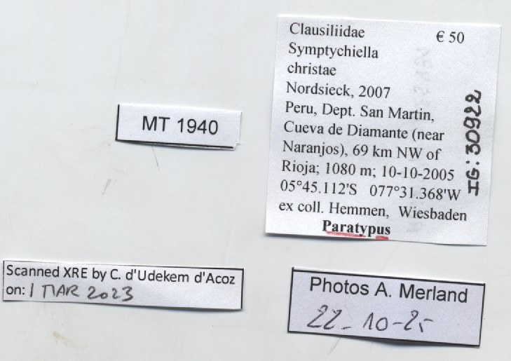 BE-RBINS-INV-MT-1940-Symptychiella-(Divanenia)-christae-pt-label.jpg