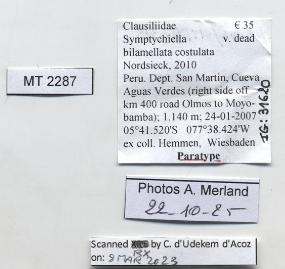 BE-RBINS-INV-MT-2287-Symptychiella-(Symptychiella)-bilamellata-costulata-pt-label.jpg