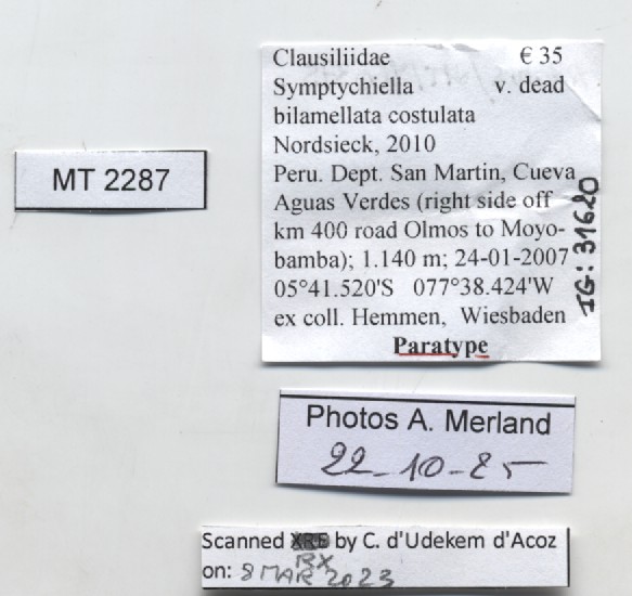 BE-RBINS-INV-MT-2287-Symptychiella-(Symptychiella)-bilamellata-costulata-pt-label.jpg