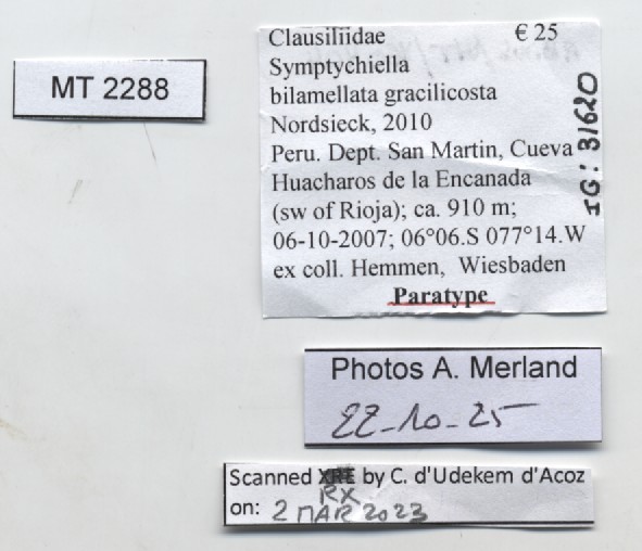 BE-RBINS-INV-MT-2288-Symptychiella-(Symptychiella)-bilamellata-gracilicosta-pt-label.jpg