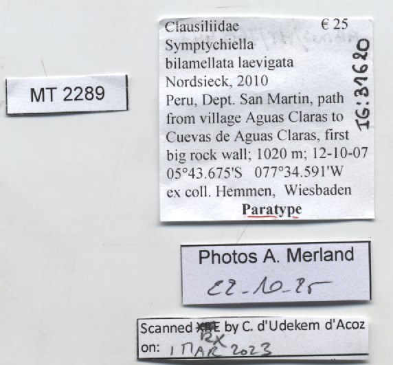 BE-RBINS-INV-MT-2289-Symptychiella-(Symptychiella)-bilamellata-laevigata-pt-label.jpg