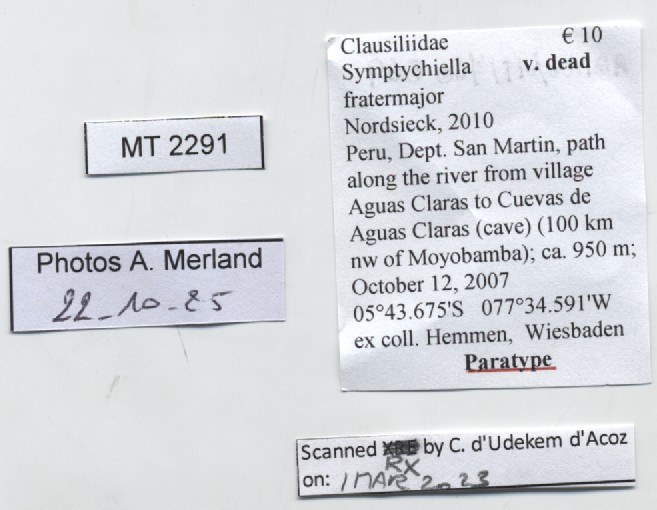 BE-RBINS-INV-MT-2291-Symptychiella-(Symptychiella)-fratermajor-pt-label.jpg