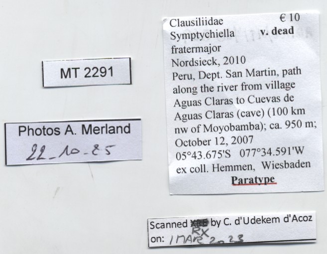 BE-RBINS-INV-MT-2291-Symptychiella-(Symptychiella)-fratermajor-pt-label.jpg