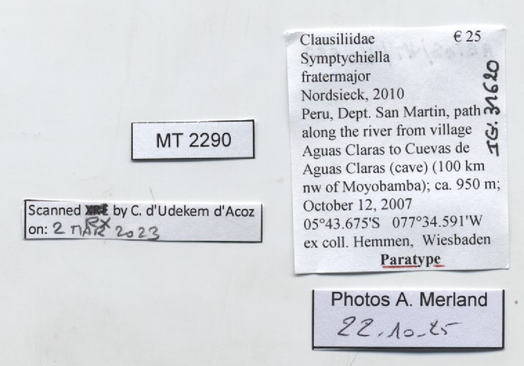 BE-RBINS-INV-MT-2290-Symptychiella-(Symptychiella)-fratermajor-pt-label.jpg