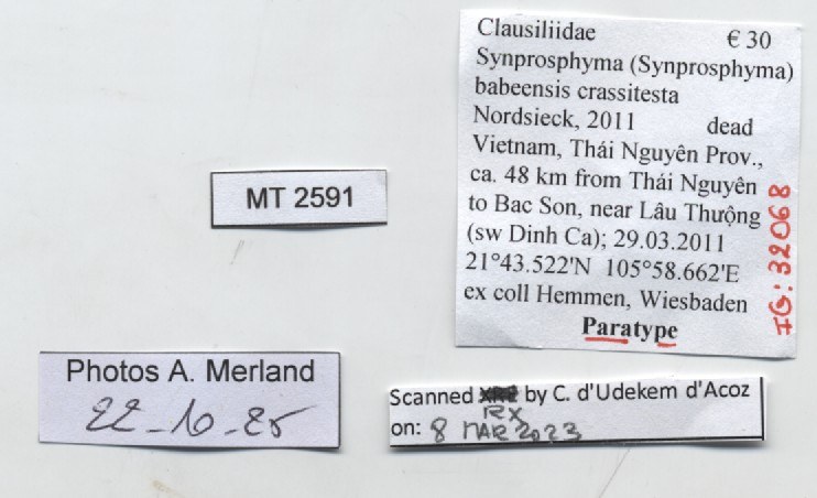 BE-RBINS-INV-MT-2591-Symptychiella-babeensis-crassitesta-pt-label.jpg