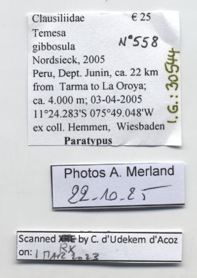 BE-RBINS-INV-MT-558-Temesa-gibbulosa-pt-label.jpg