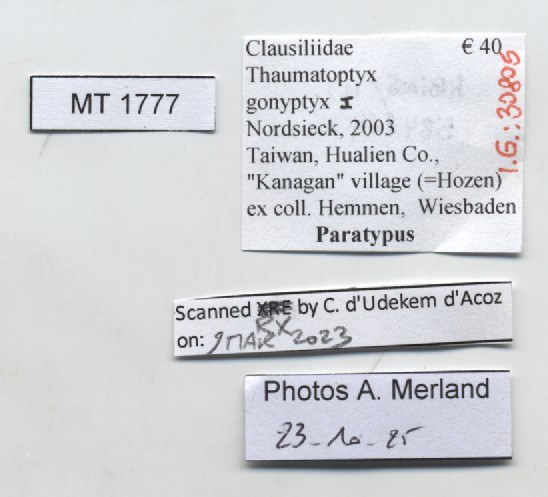 BE-RBINS-INV-MT-1777-Thaumatoptyx-gonyptyx-pt-label.jpg