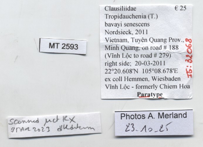 BE-RBINS-INV-MT-2593-Tropidauchenia-bavayi-senescens-pt-label.jpg