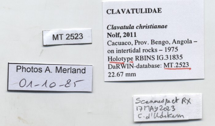BE-RBINS-INV-MT-2523-Clavatula-christianae-ht-label.jpg